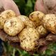 Image for article titled For God’s Sake, Stay Away From European Potato Fields